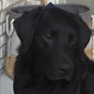 Meet your Posher, Wayne